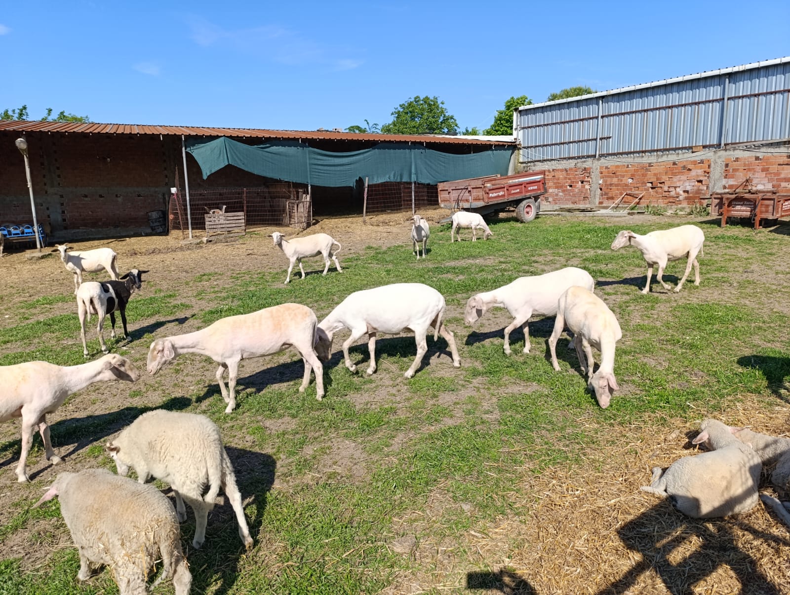 Biga’da Yaz Hazırlığı Koyunlar Kırkılıyor4