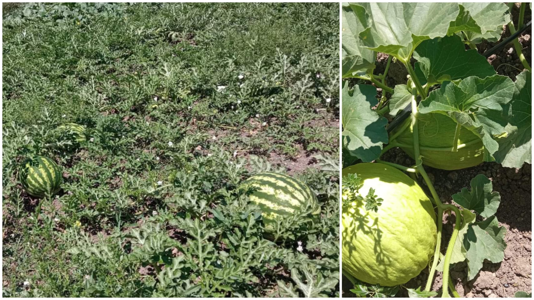 Çanakkale Biga Kavun Ve Karpuz Bahçesi