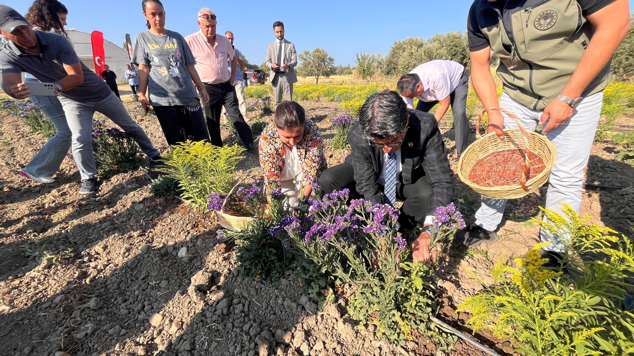 Çanakkale'de Kadın Çiftçiler Hasada Başladı1