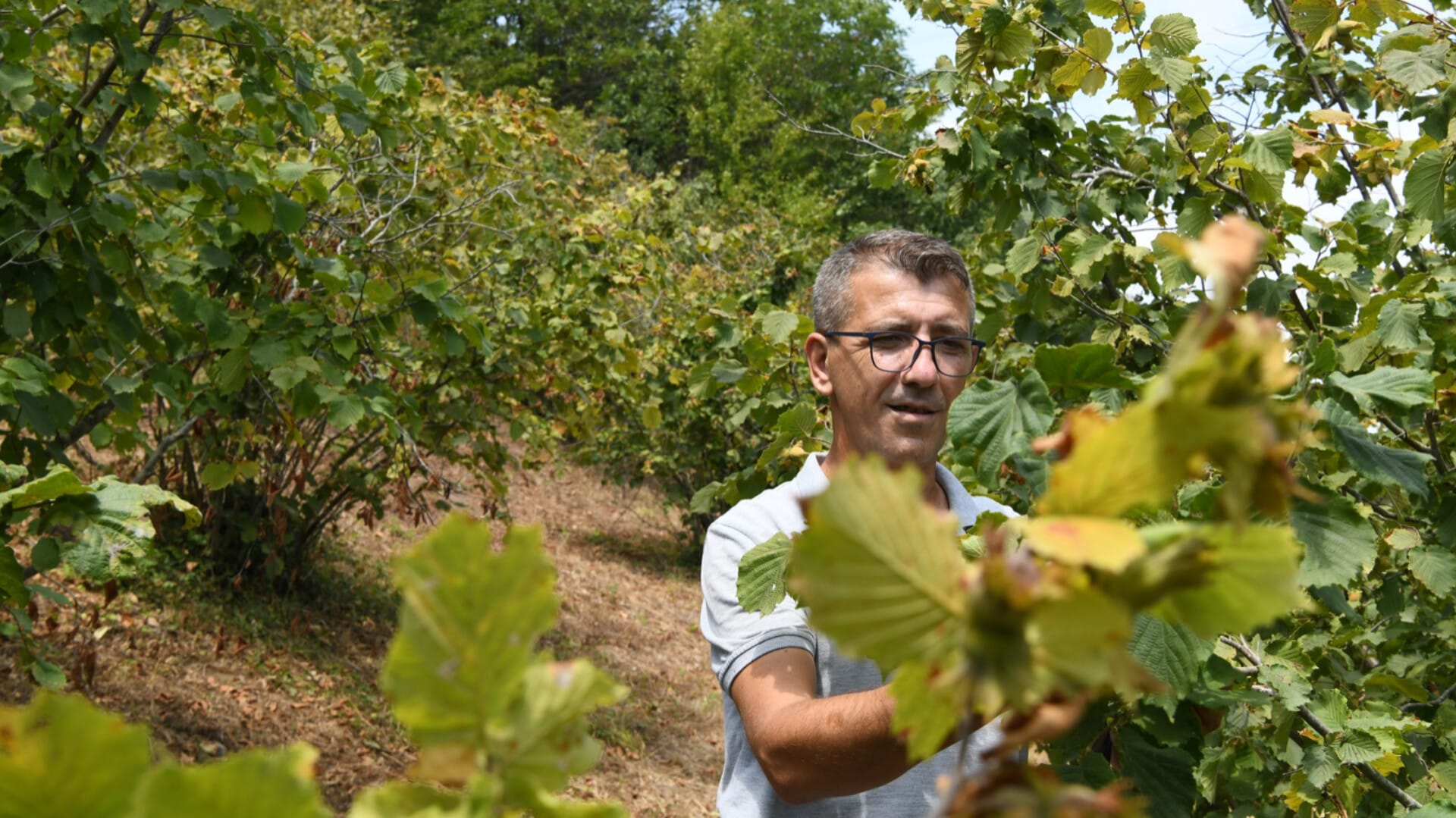 Çanakkaleli Üreticiler Fındık Hasatına Hazırlanıyor1