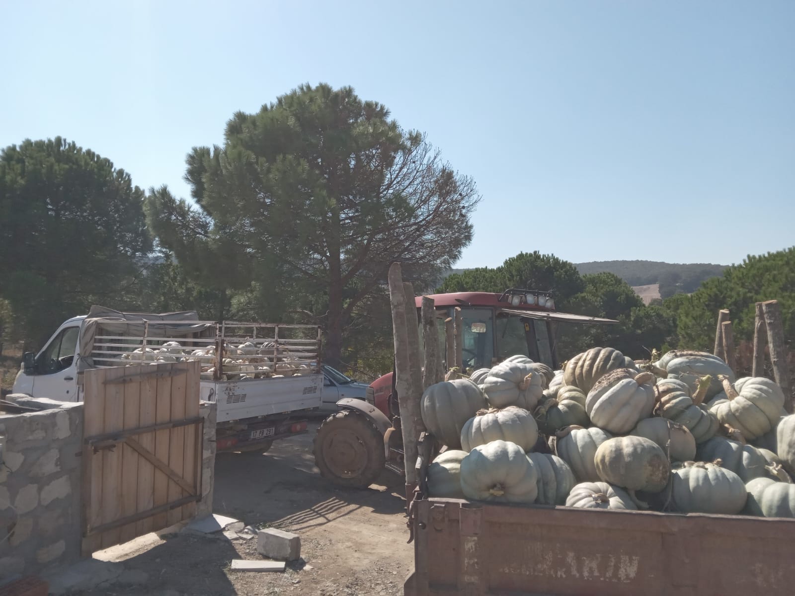 Çanakkale Biga’da Dev Bal Kabaklarının Hasadı Coşkuyla Gerçekleşti1