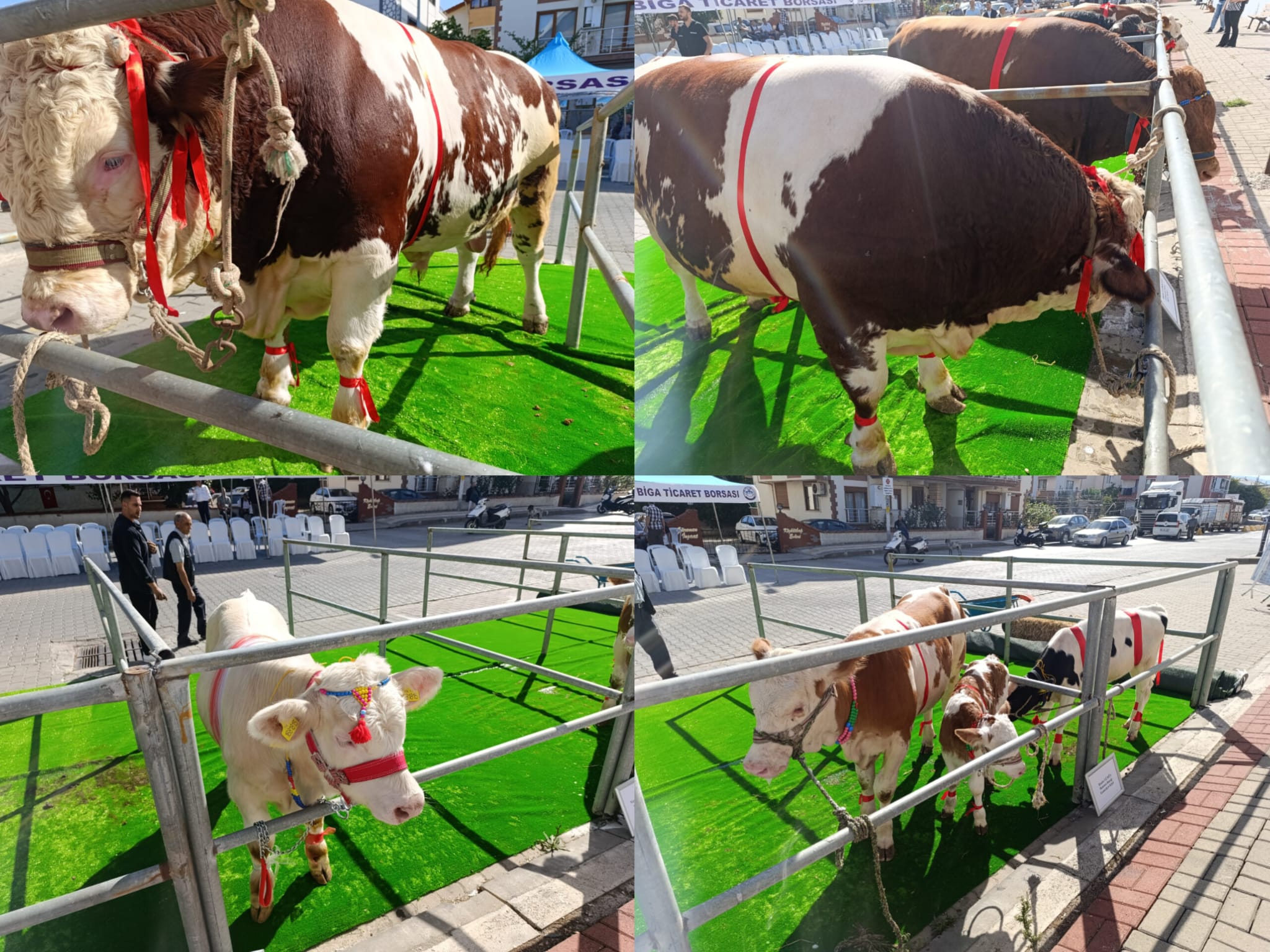 Çanakkale Biga Fuarı’nda 18. Sığırcılık Güzellik Yarışması 1