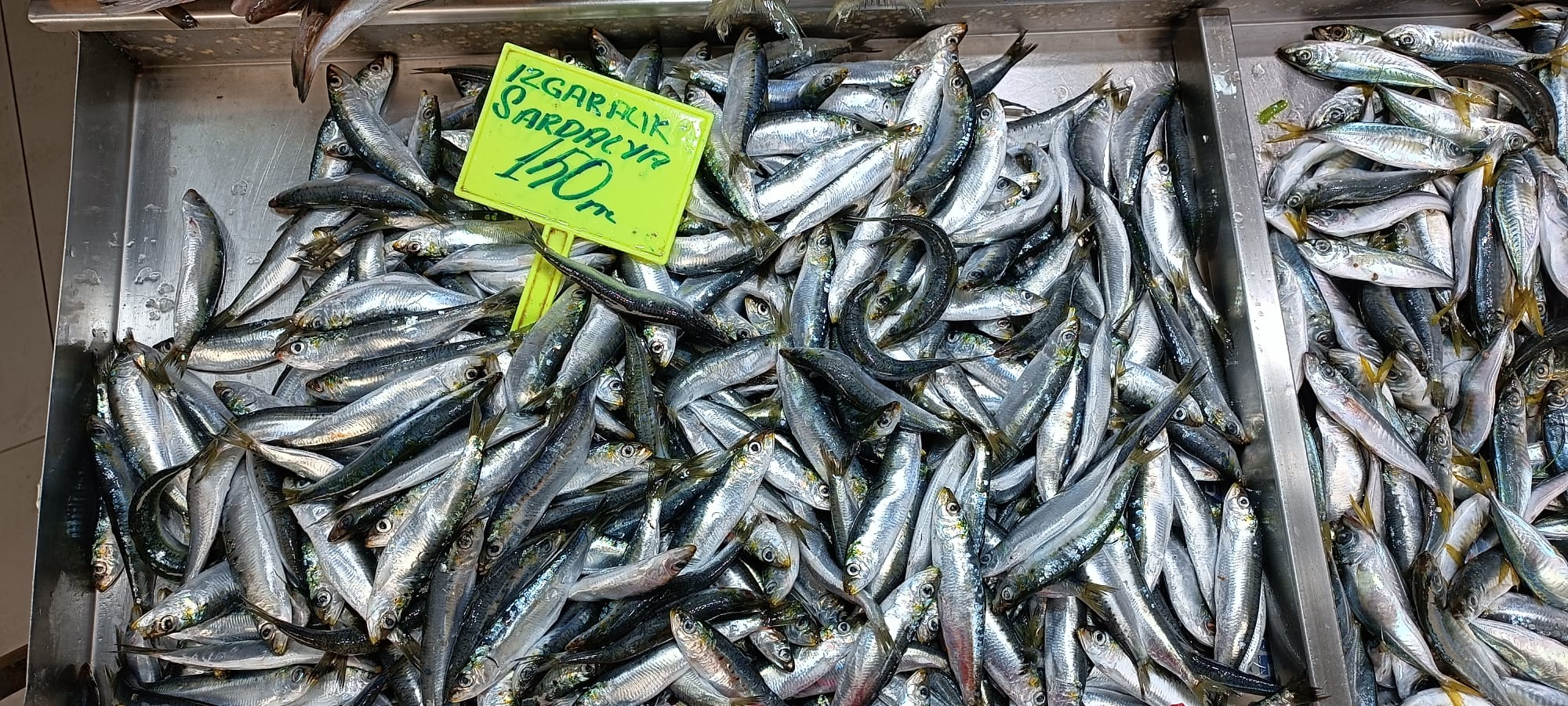 Çanakkale Biga’da Palamutun Fiyatı Düştü! Lüfer Ne Zaman Geliyor?5