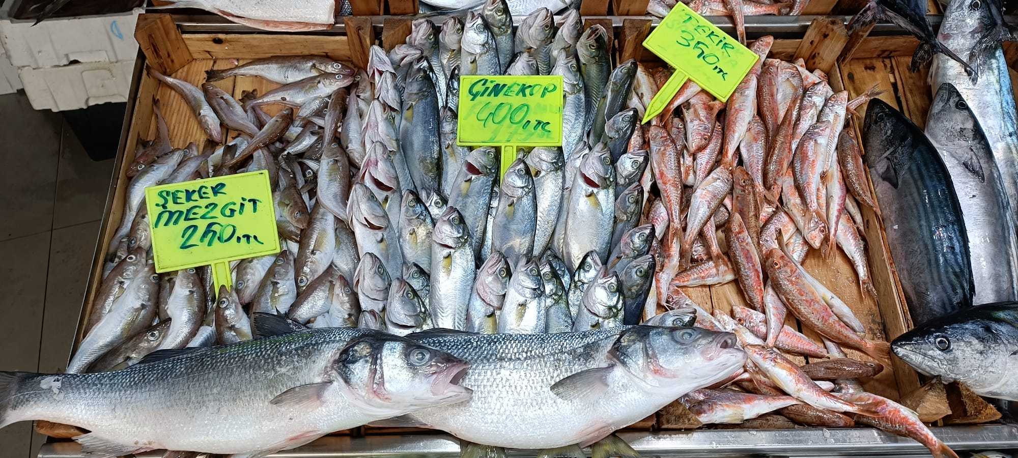 Çanakkale Biga’da Palamutun Fiyatı Düştü! Lüfer Ne Zaman Geliyor?6