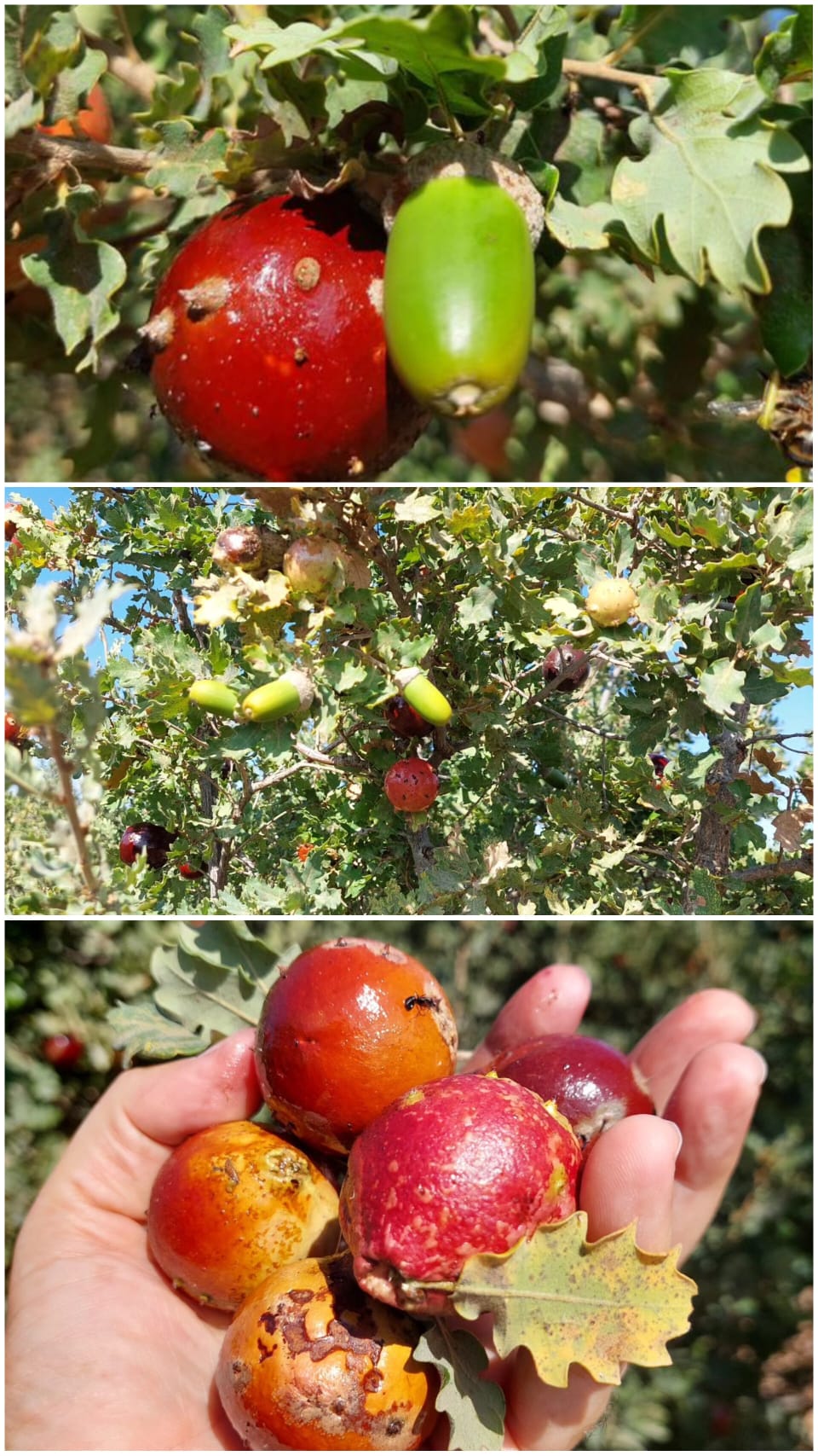 Çanakkale’de Hem Ekonomik Hem Kültürel Bir Hazine1