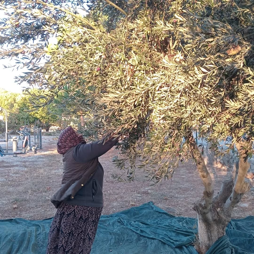 Çanakkale’de Toplanan Zeytinler Ihtiyaç Sahibi Ailelere Ulaştırılacak 1