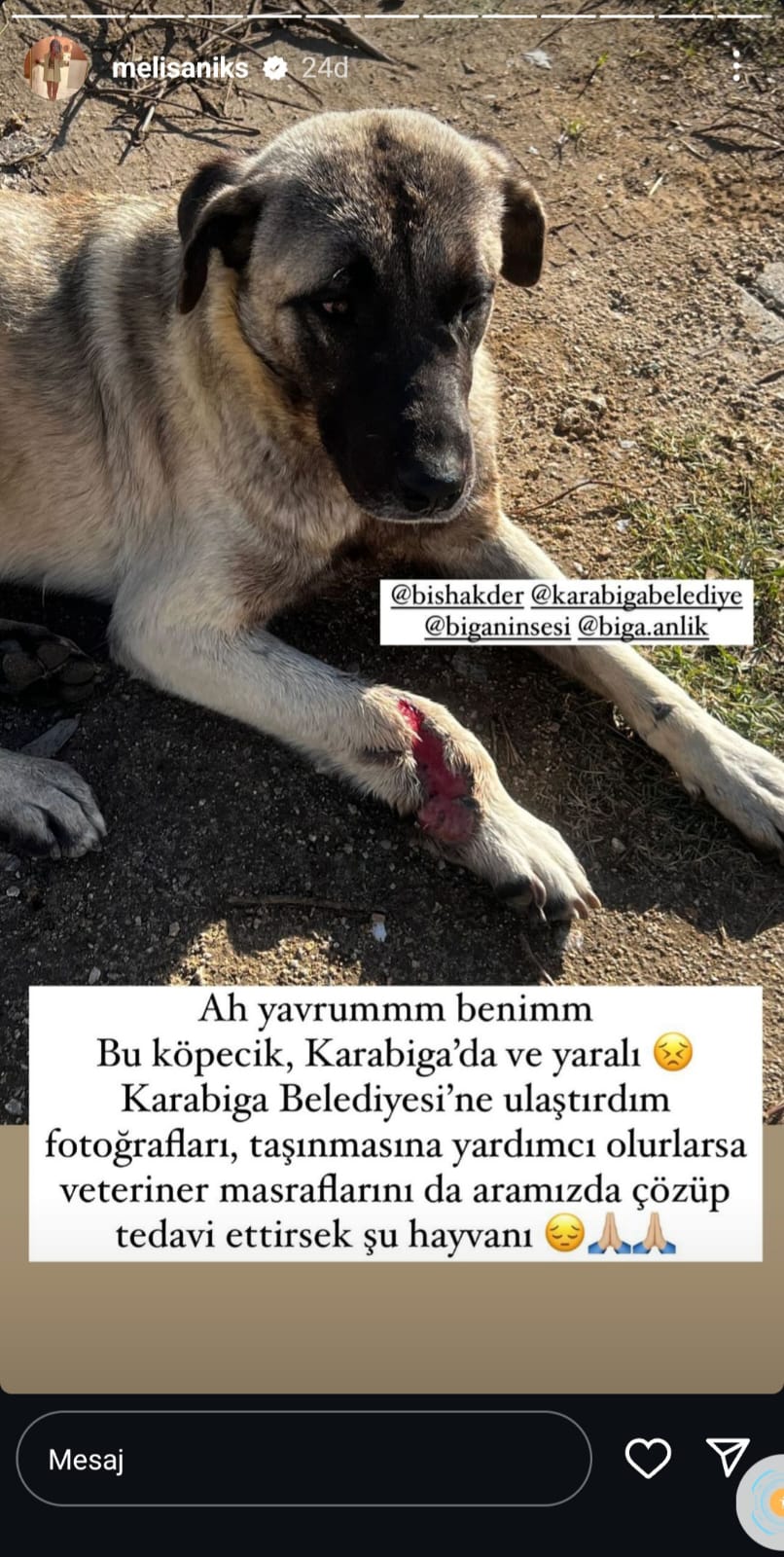 Fenomen İsimden, Karabiga’da Yaralı Köpeğe Yardım Çağrısı1