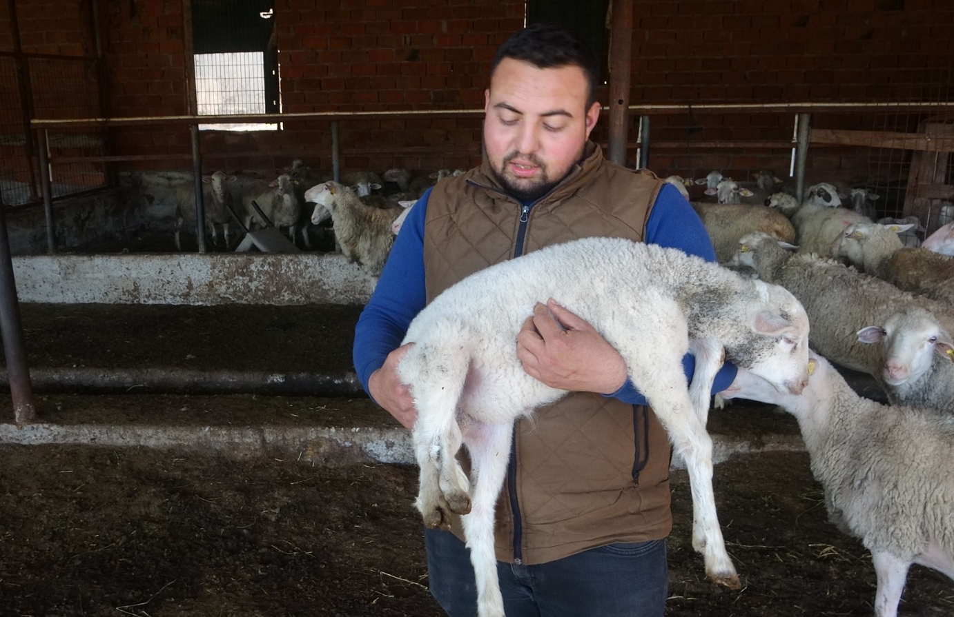 Çanakkale'de 5 Ayaklı Kuzu Doğdu 12