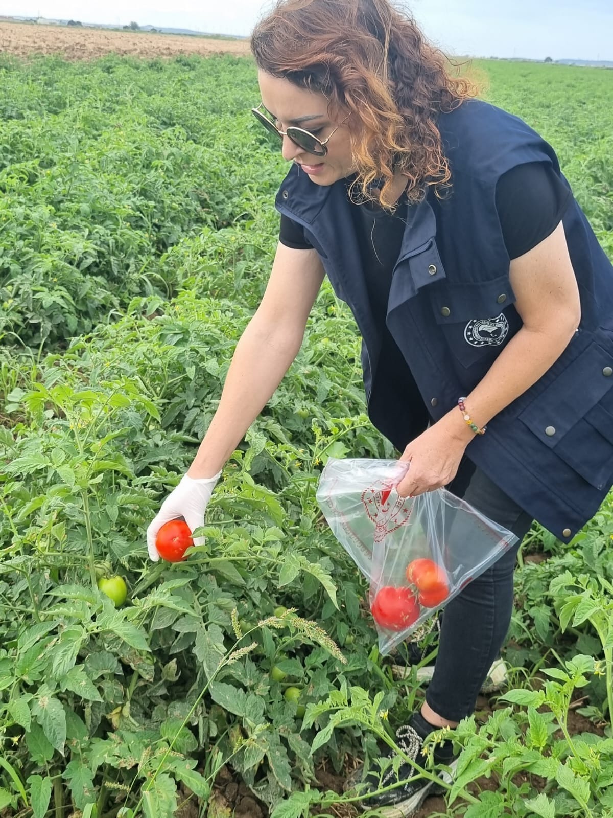 Çanakkale'de Armuttan Ispanağa Kadar Her Ürün Denetlendi! 2