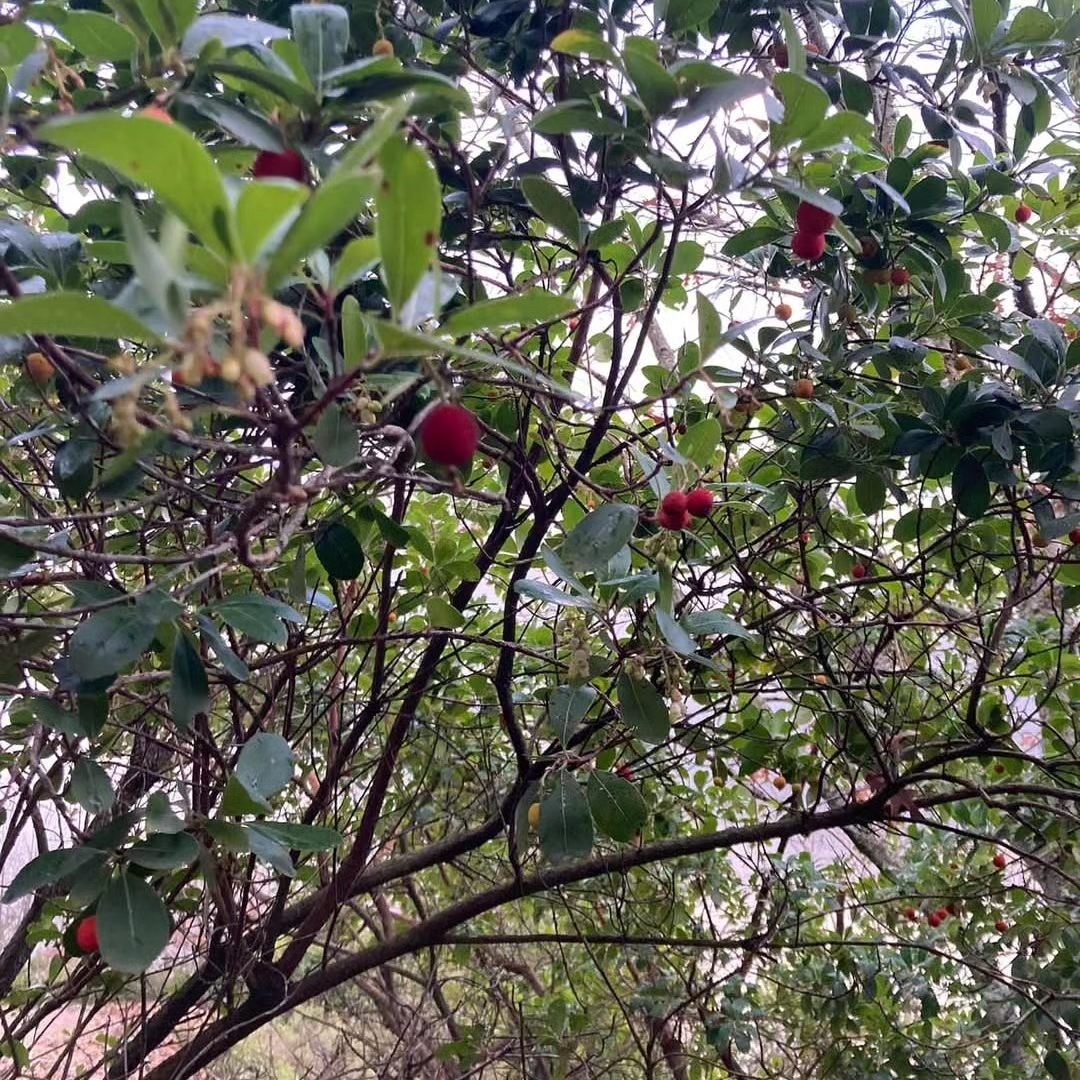 Çanakkale’de Ölümsüzlüğü Sembolize Eden Ağaç 2