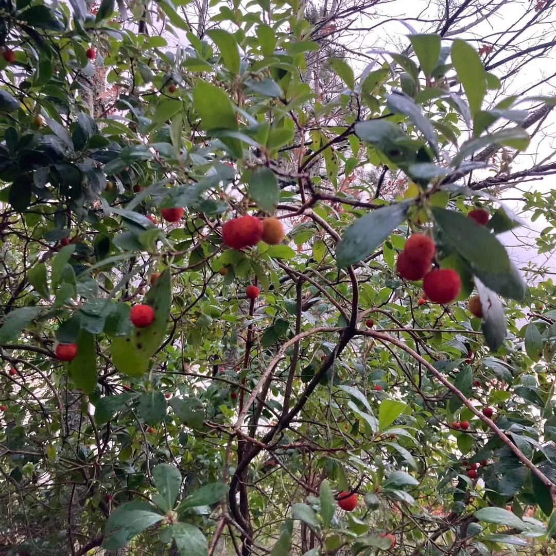 Çanakkale’de Ölümsüzlüğü Sembolize Eden Ağaç 3