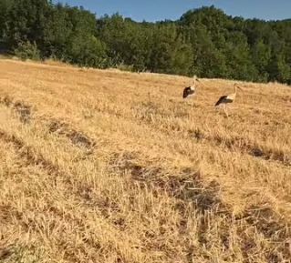 Biga’da Çiftçiler Hasat, Leylekler Yiyecek Peşinde1