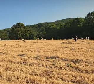 Biga’da Çiftçiler Hasat, Leylekler Yiyecek Peşinde2