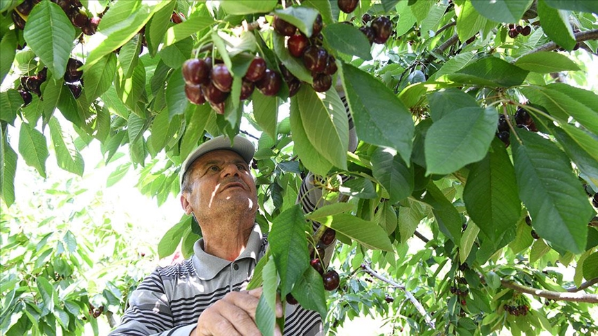 Çanakkale'nin Çay Bardağına Sığmayan Kirazları Yurt Dışına Gönderiliyor3