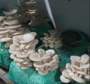 Çanakkale Biga’da Evinde Mantar Üretiyor2