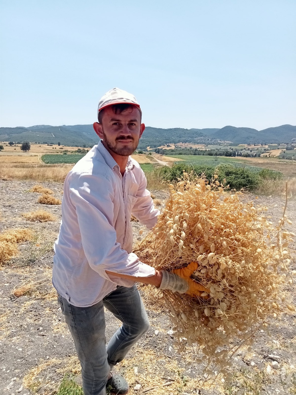 Çanakkale Biga’da Imeceyle Nohut Hasadı Yapıldı2