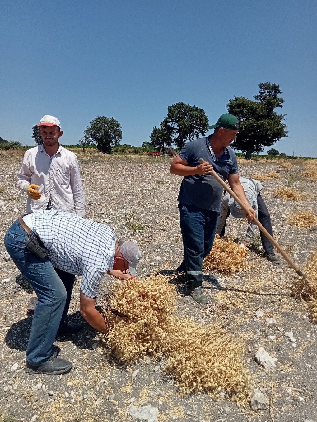 Çanakkale Biga’da Imeceyle Nohut Hasadı Yapıldı5