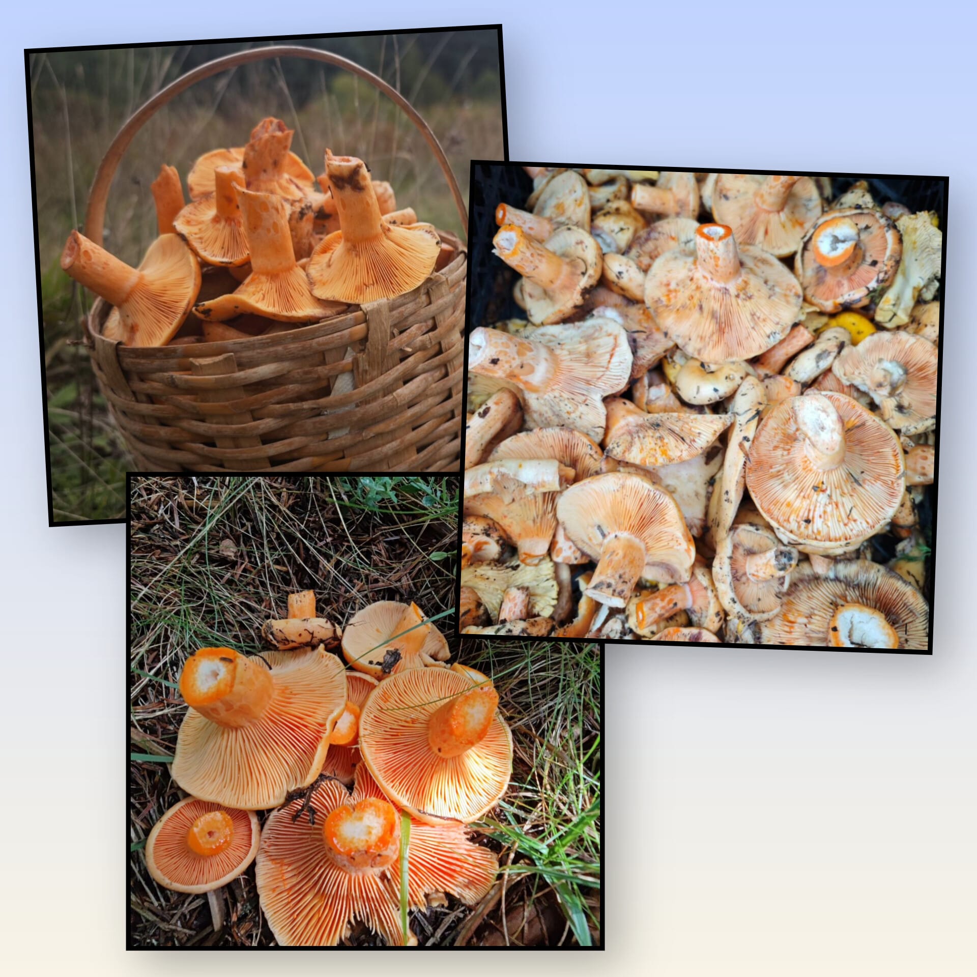 Bf3312E3 A8D4 4A29 90B8 E1D39B43Bb49