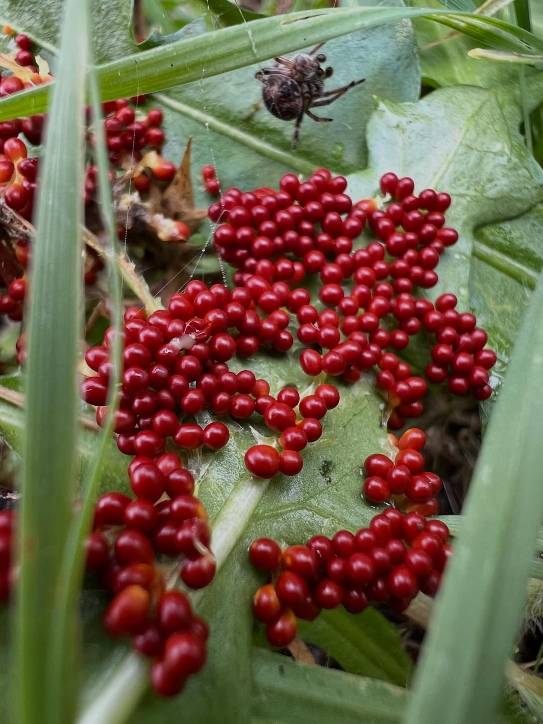 038176Cd B4F2 4110 9B44 5Af5Dafcb300