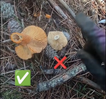 25610Efd B776 48Ed A2B8 D34531586Dde