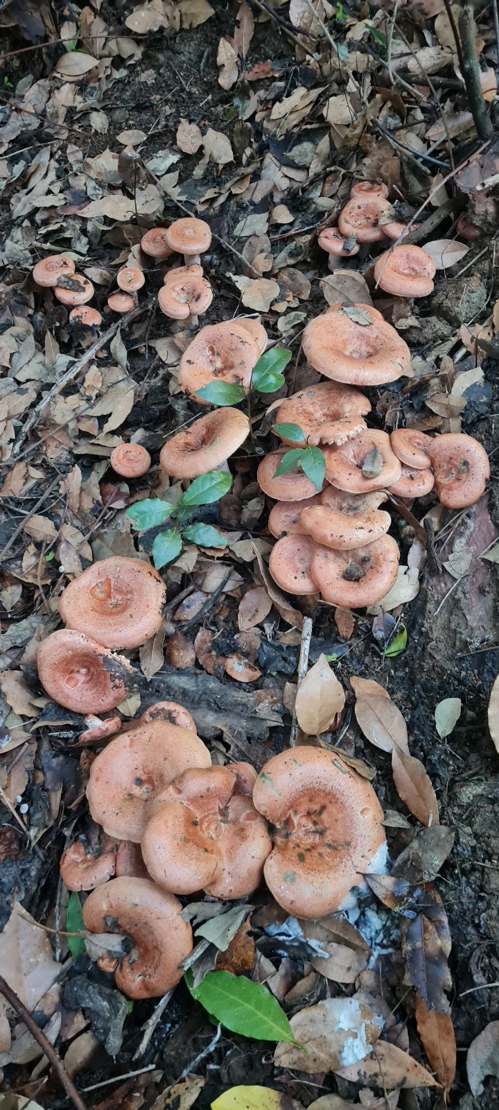 53Ba691B Cf6D 4D4C 9C52 4A582589E711