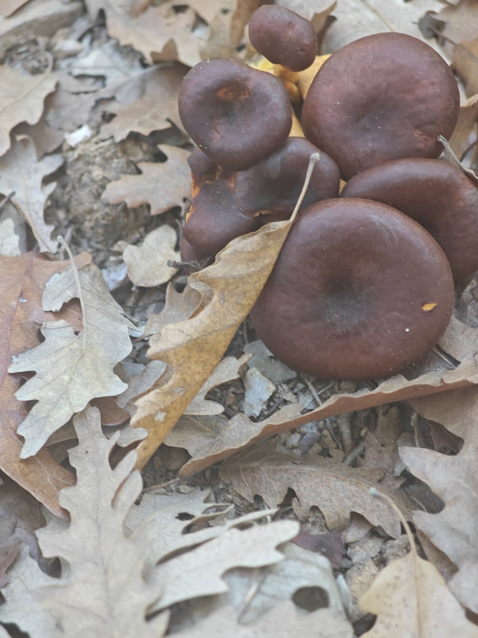 573064673 10225900721099481 6518947957562066903 N