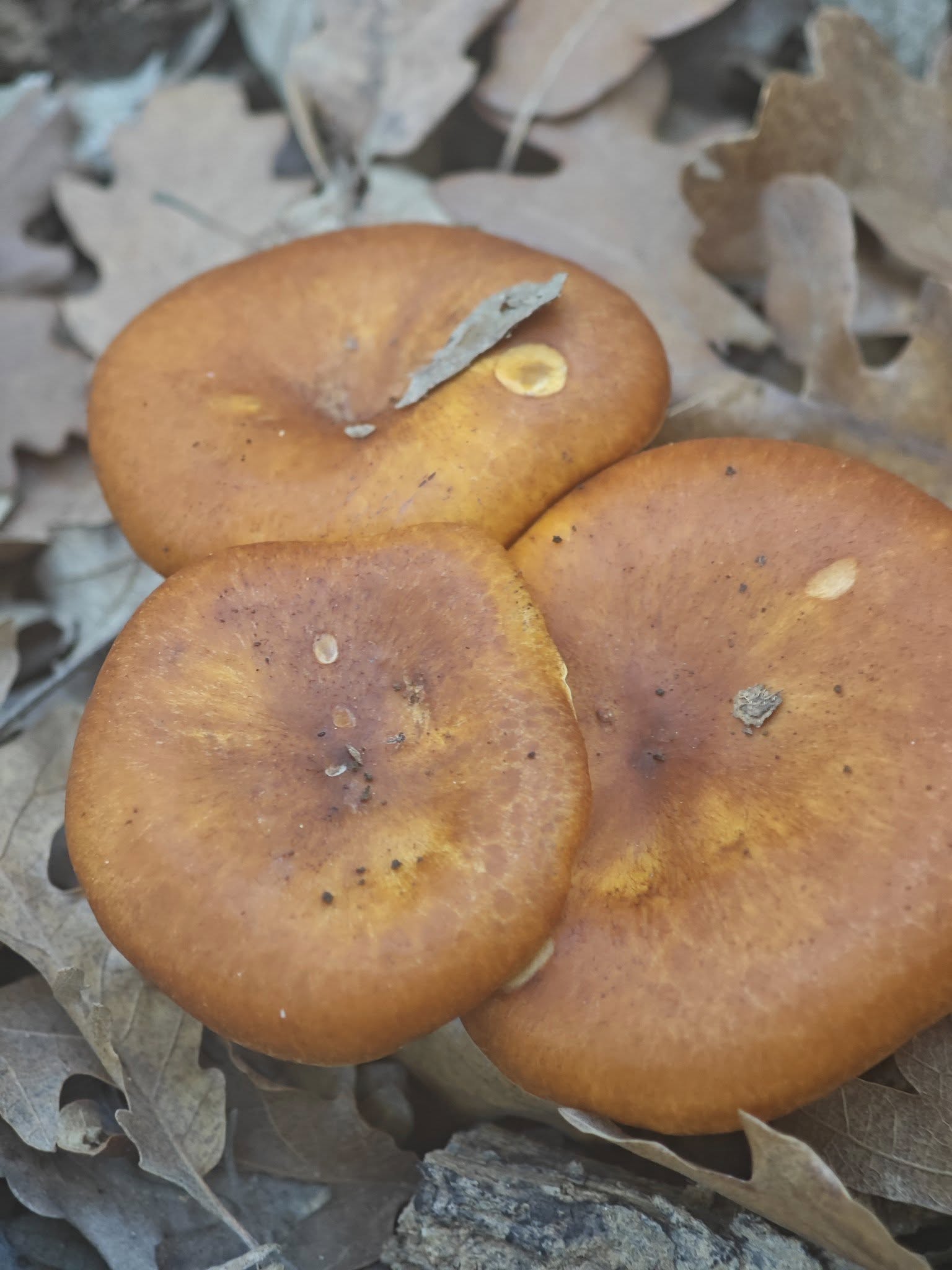 574344990 10225900722819524 2997345269883810196 N