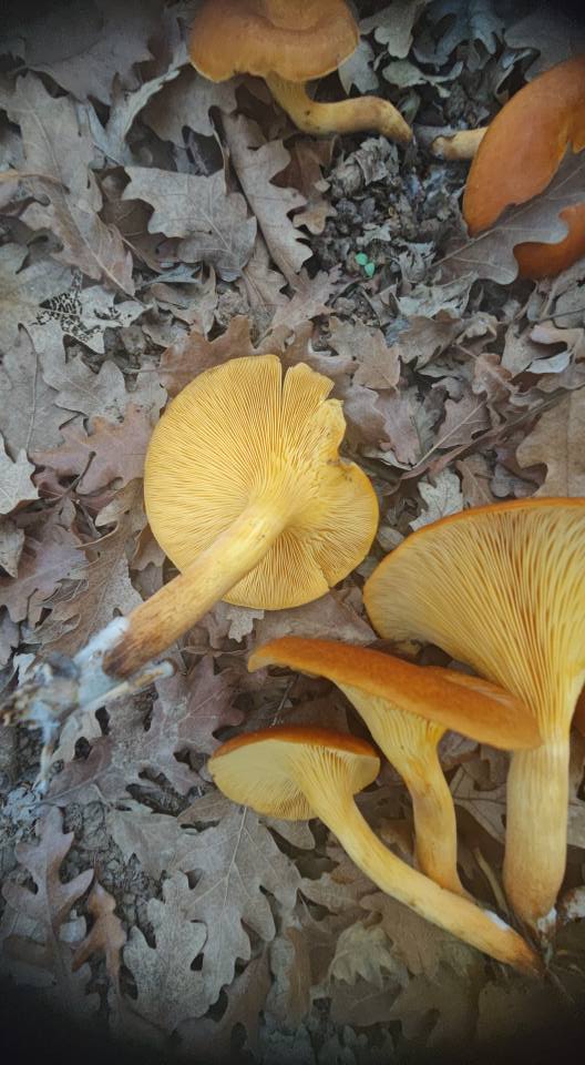 575102856 10225900719019429 1156112861322049709 N