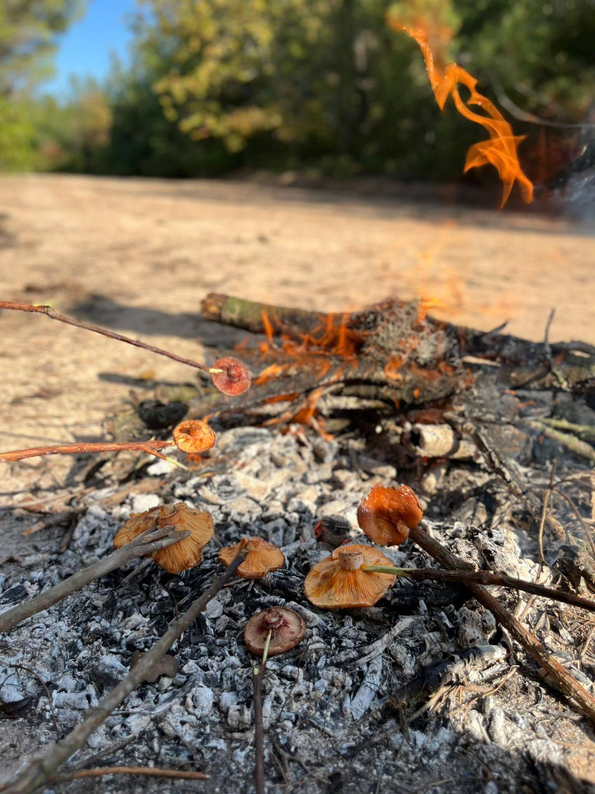 584493875 25790334513902976 2727043549512169786 N