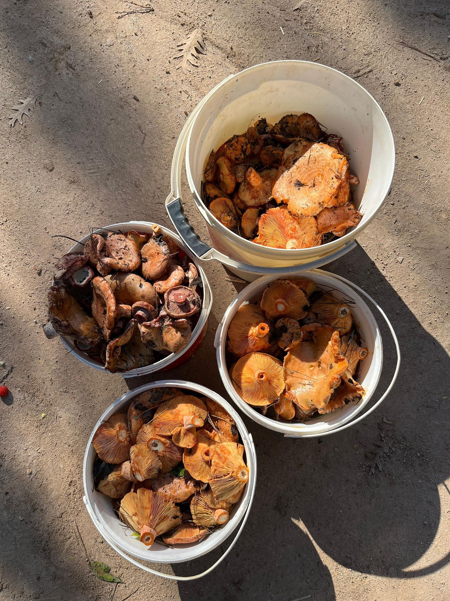 584572251 25790337060569388 8703721583016746524 N