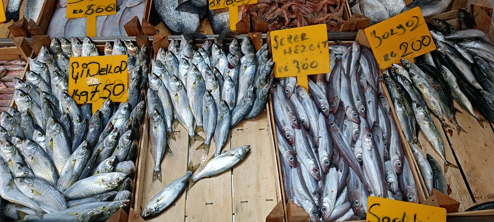 B8C32365 7558 466C 89D1 0Ff8309C123D