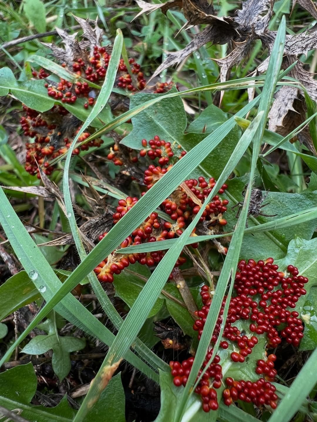 Bae5108B 9Cfe 4A89 96A2 08134Dbc06Fe