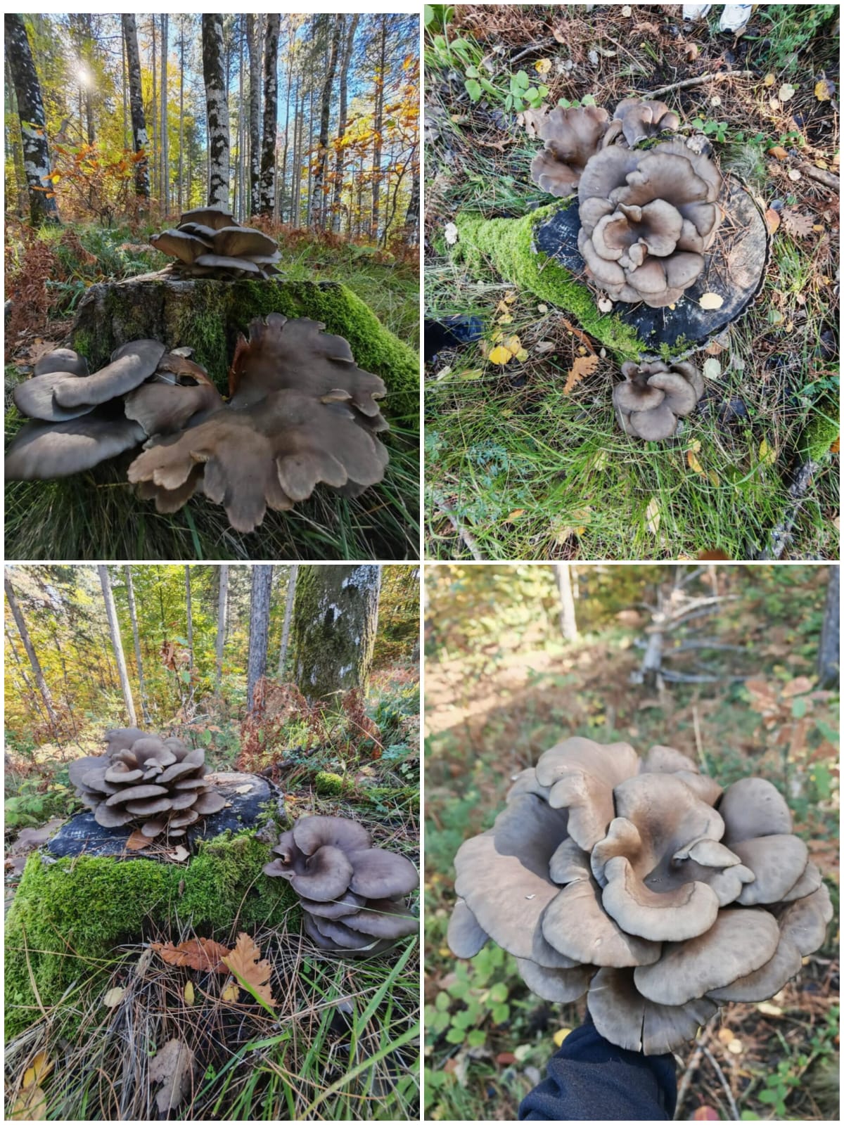 D54Ecdcd Ab3E 4Eed 8131 Ad5D12472Fd5