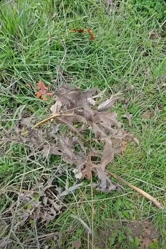 E462B717 875C 4Abc Be11 Cb815866B2B5