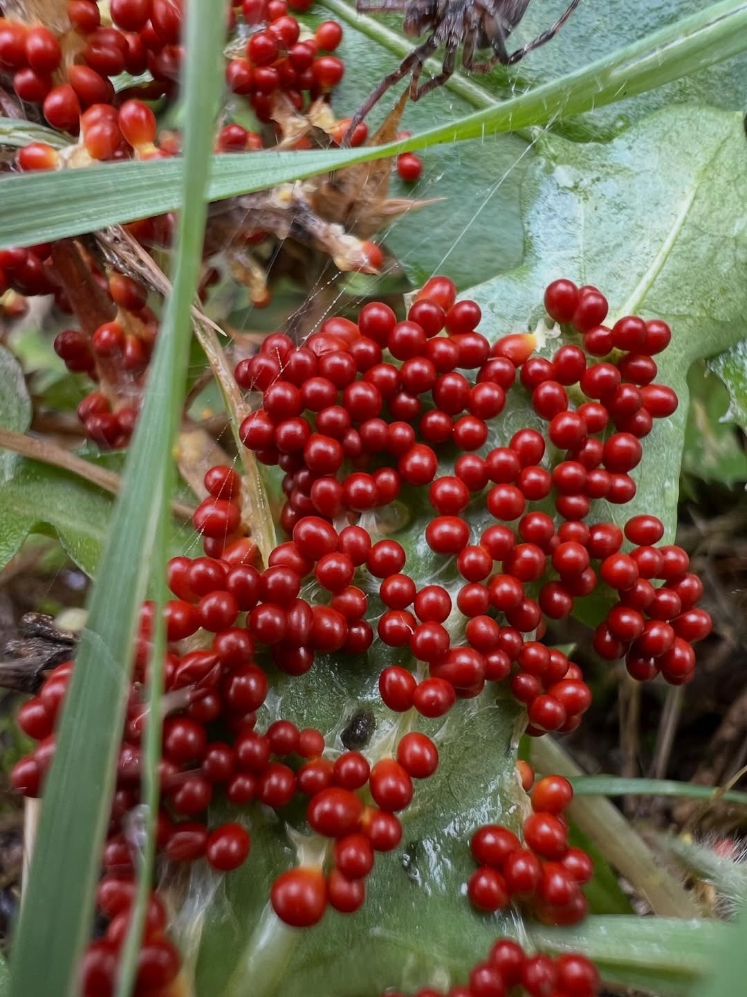 Ebf02392 Dcaa 4A1C 81D6 84259A00E43E