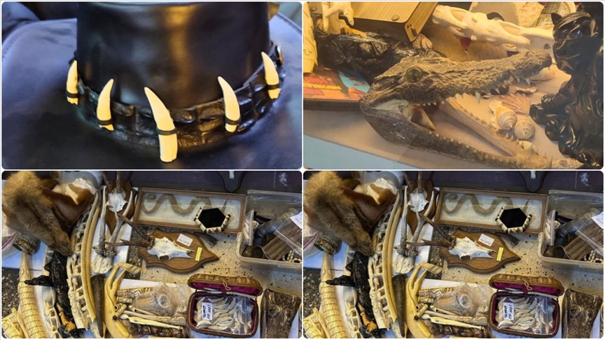 Thumbs B C B2B402764Ce540A1E3B624D1Befc5A5C