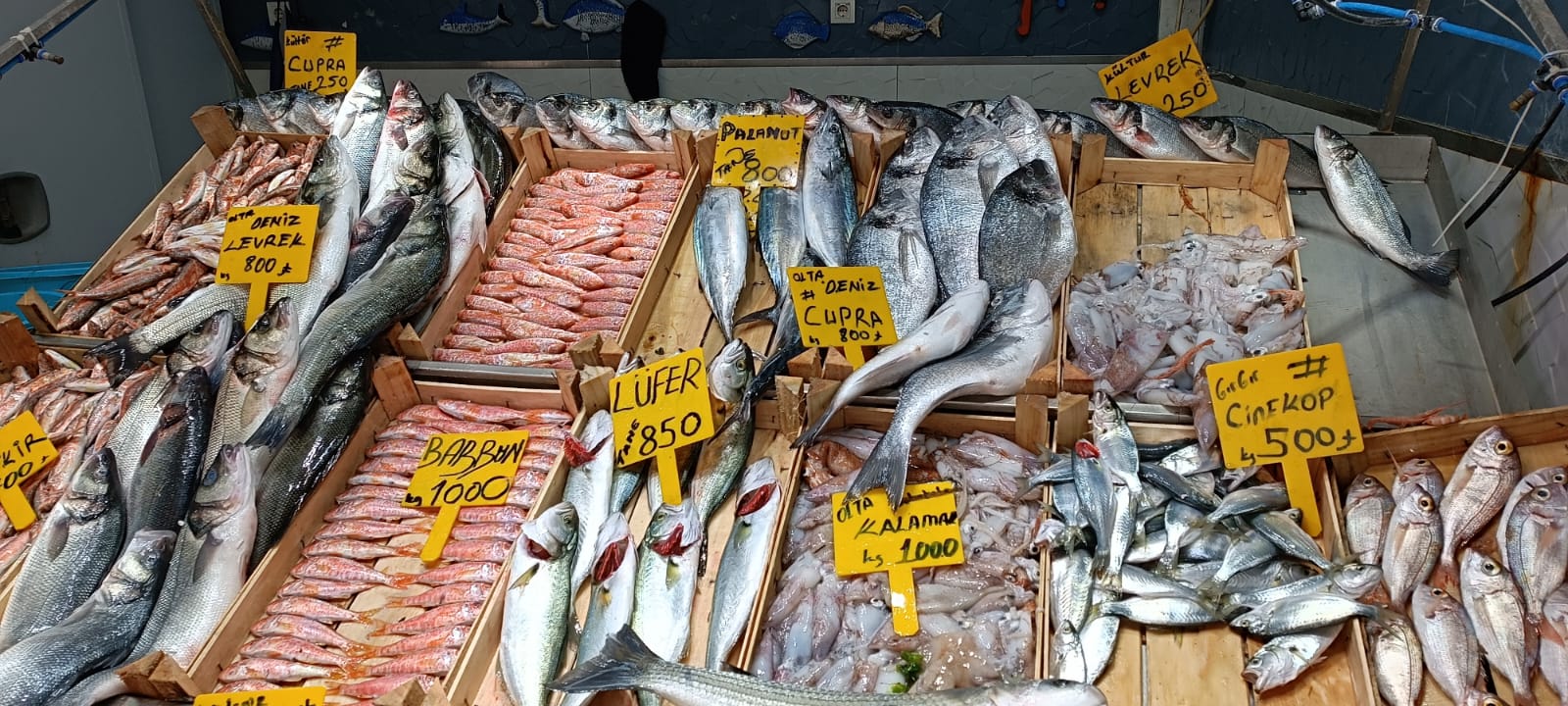 1430E099 7613 40D8 96F9 77D128Aaf9A6