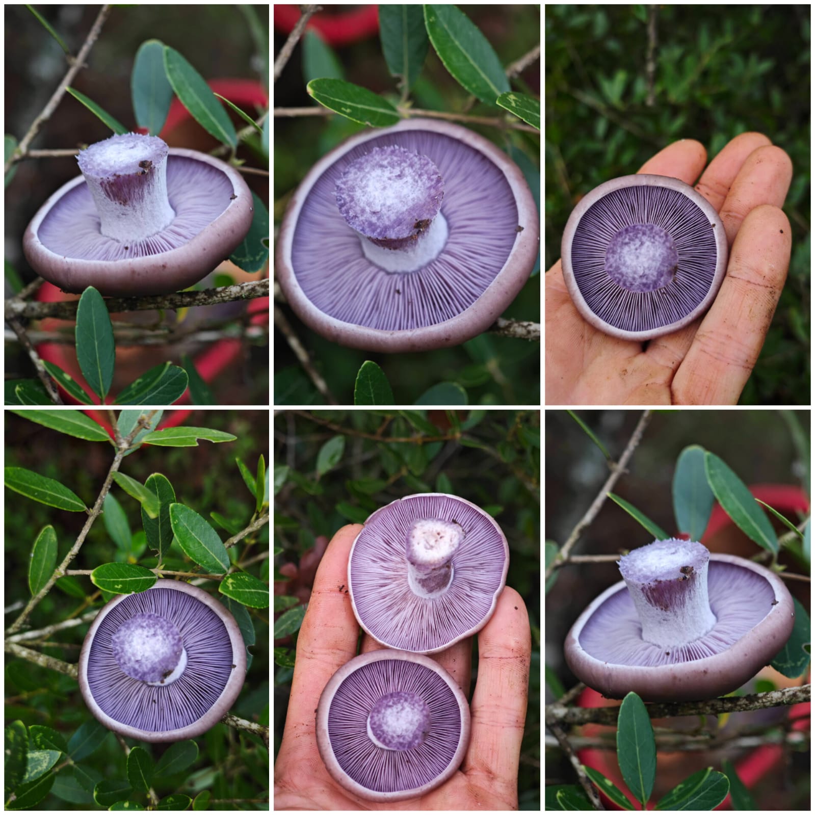 1588468E Fef3 4502 B933 Db7565Caa8A5