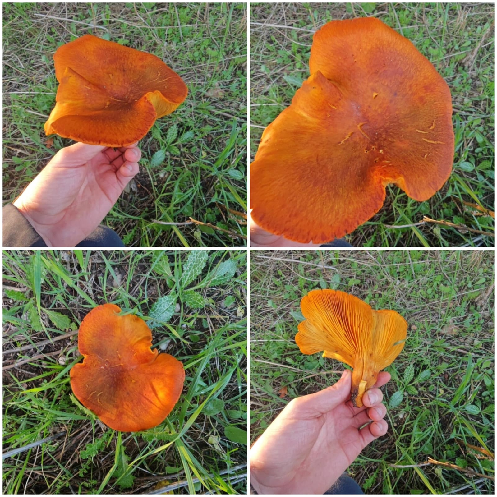 29Dcd56F B485 4Aa1 A4Ff 4Ee12Cddde33