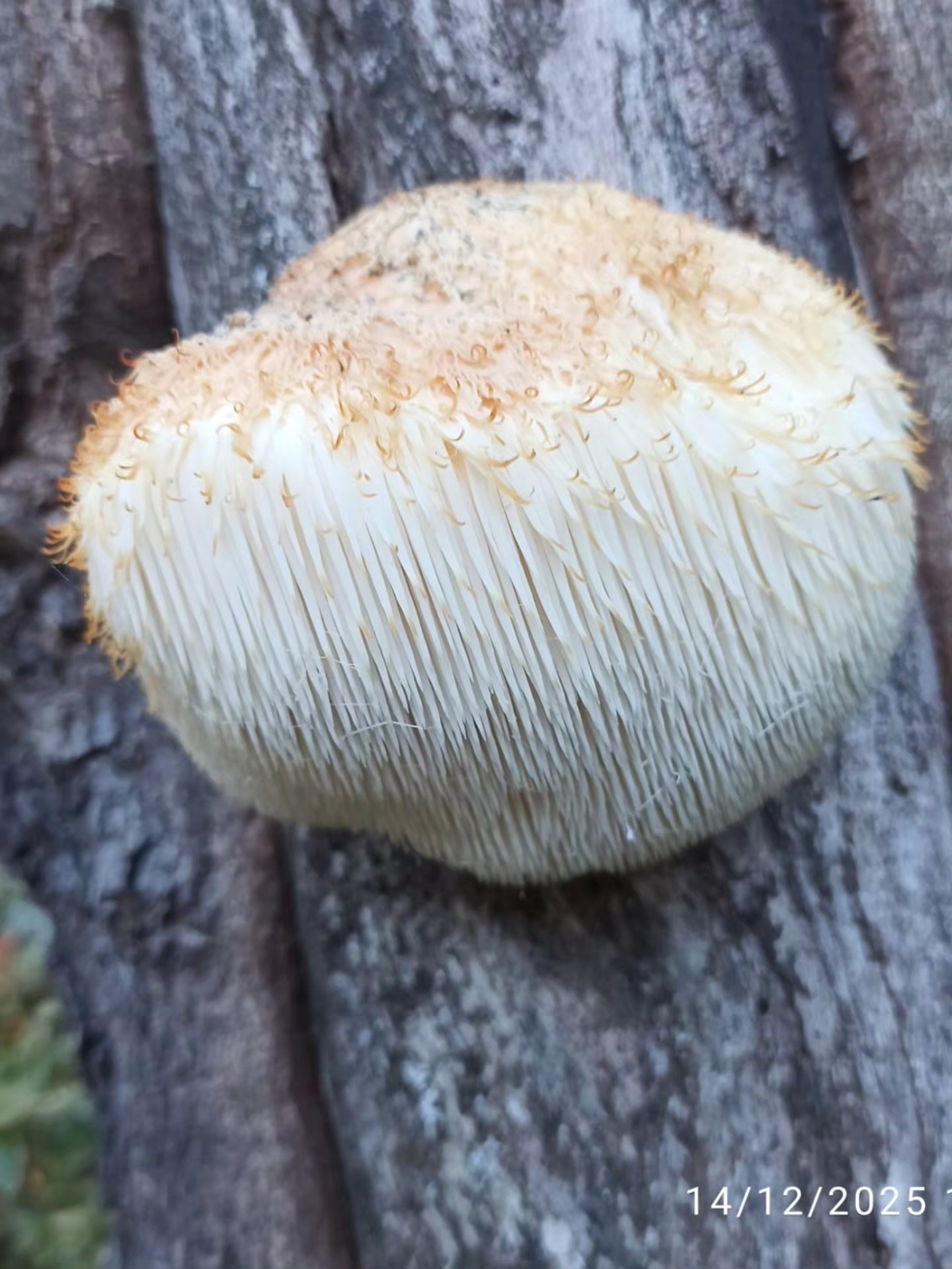 597279602 10226295110078959 8827617742117114640 N