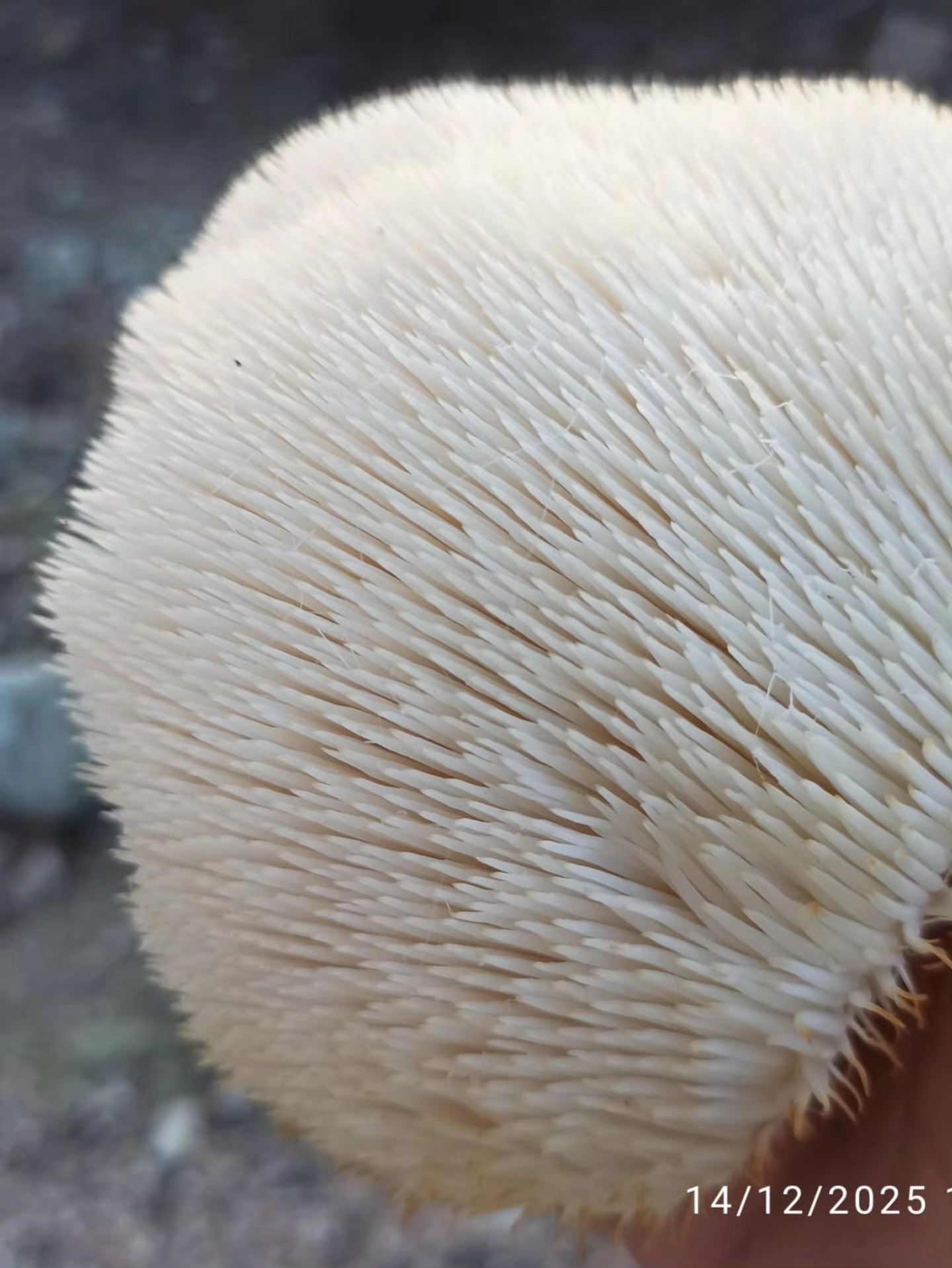 600328670 10226295109878954 8728659867228349255 N