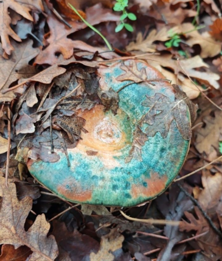 997Fa2F5 0Ba7 4A69 9032 98B602A97506