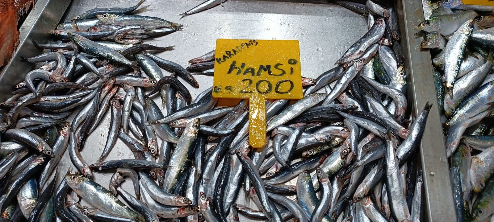 Aacf156D 1Aa0 4Fa9 Be9F Ee1836B7464E