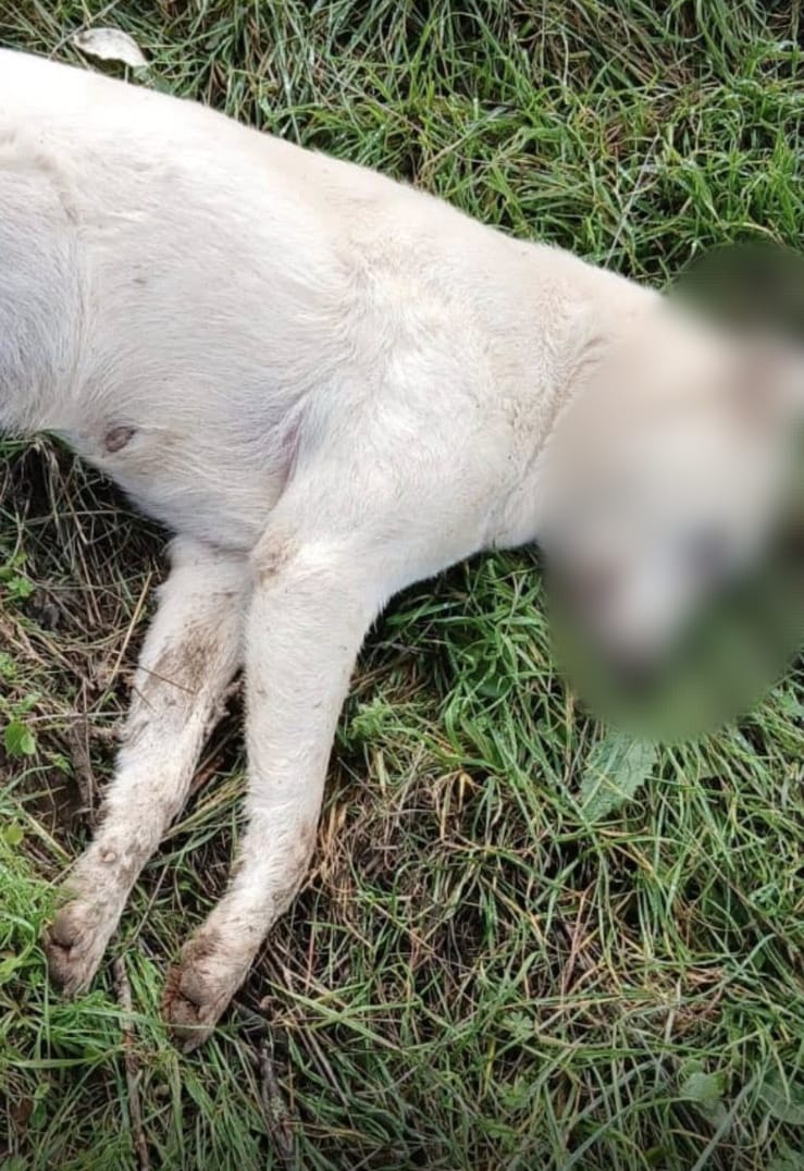 Abb2671D 4354 44B1 80F4 291B433E7319