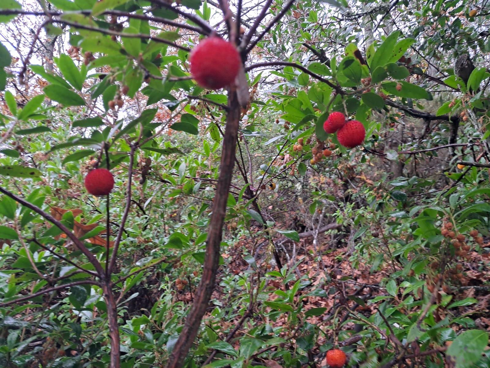 F401E5B7 6F19 4C0D 8023 925Dfaccff00