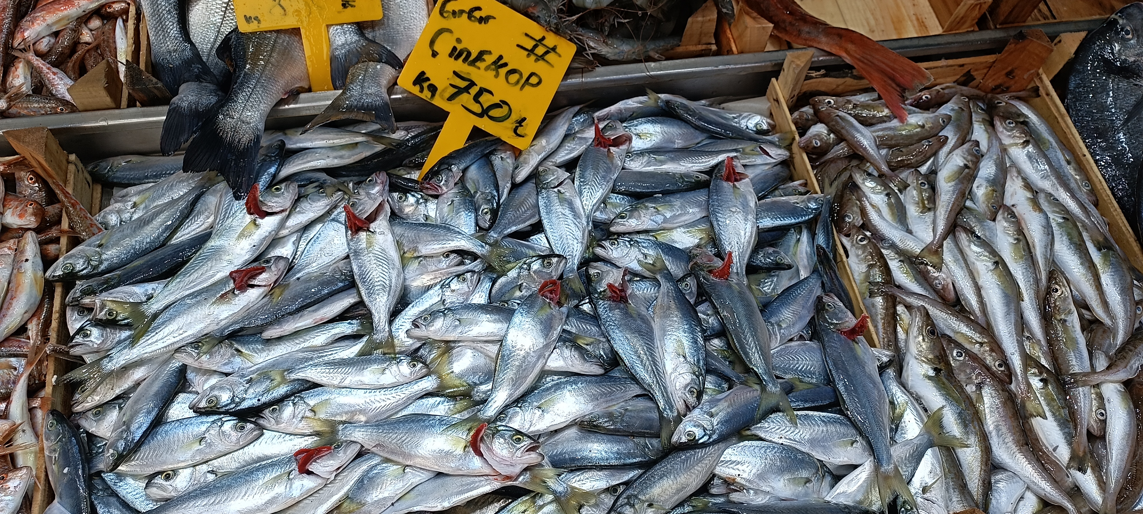 I M G 20260108 125300