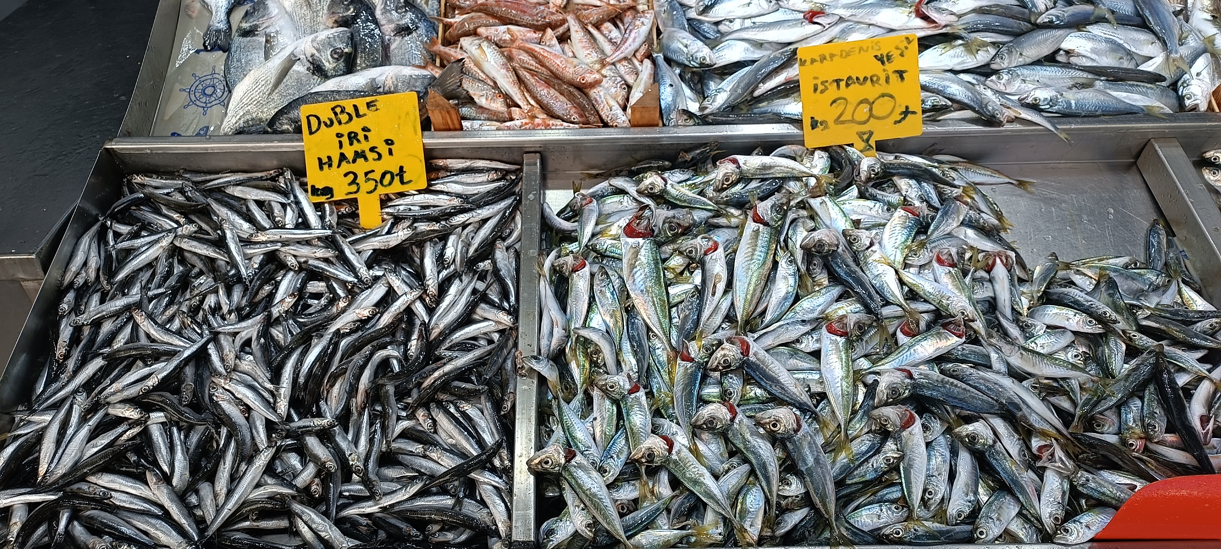 I M G 20260108 125333