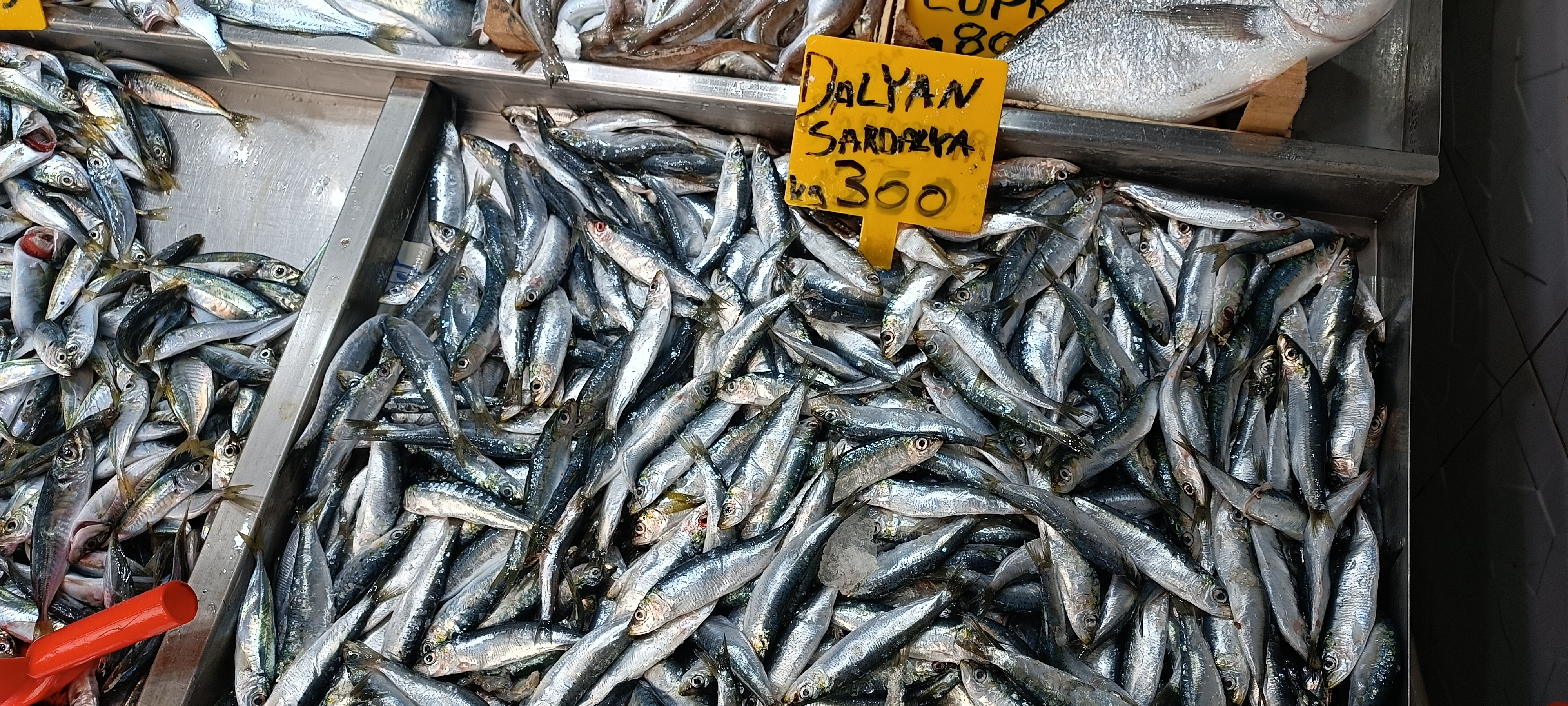 I M G 20260108 125347