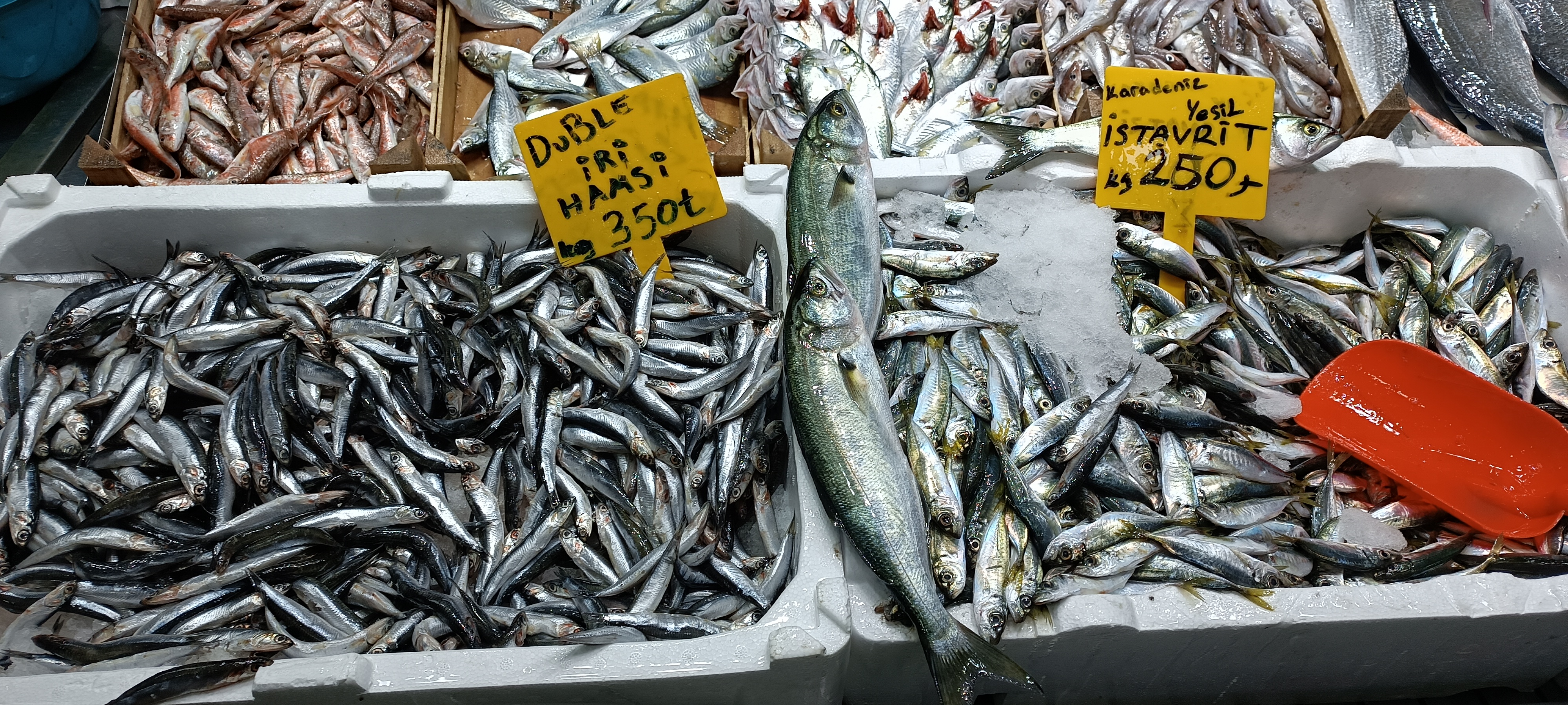 I M G 20260112 130151