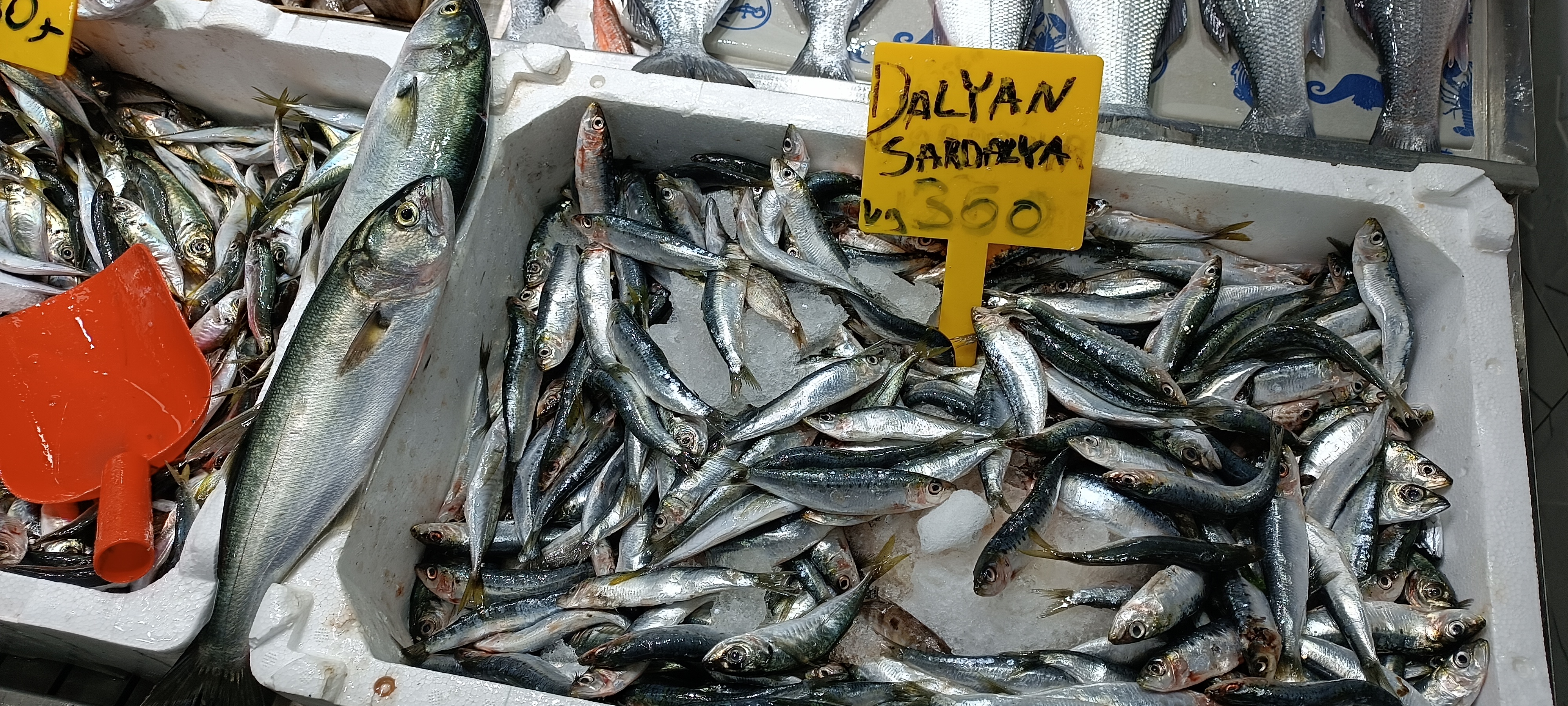 I M G 20260112 130157